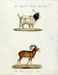 Kashmirget och muflon (print)