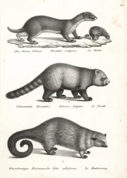 Minst vessla, Mustela nivalis 1, röd panda, Ailurus fulgens 2, sårbar och björnkatt, Arctictis binturong 3, sårbar. Litografi av Karl Joseph Brodtmann ur Heinrich Rudolf Schinz