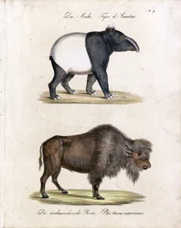 Malaysisk tapir och amerikansk bison (print)