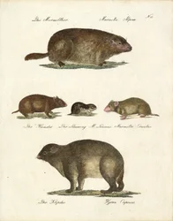 Murmeldjur och andra gnagare (tryck)