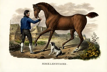 Mecklenburgerhäst, 1824