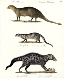 Mongoose, Genet och Civet (tryck)