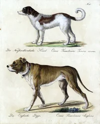 Newfoundlandshund och engelsk mastiff (tryck)