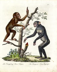 Orangutang och schimpans (tryck)