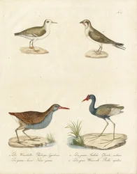 Phalarope, tärna, Jacana och vattenrall (print)
