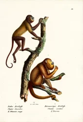 Röda brölapor, 1824