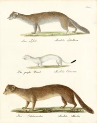 Sobel, Stoat och Pine Marten (tryck)