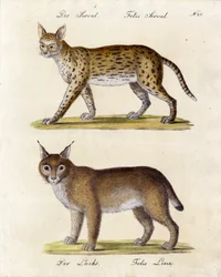 Serval och Lynx (tryck)