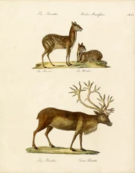 Särskilda hjortarter (skriv ut)