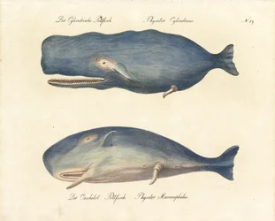 Spermvalar (tryck)