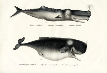 Kaskelot, 1824