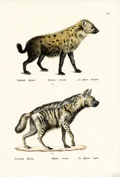 Fläckig hyena, 1824