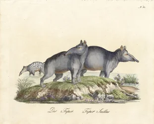 Tapir och Paca (tryck)