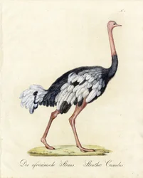 Den afrikanska strutsen (tryck)