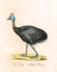 Cassowary (tryck)