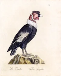 The Condor (tryck)