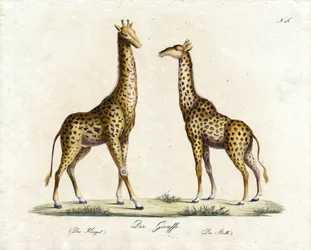 Giraffen (hane och hona) (tryck)
