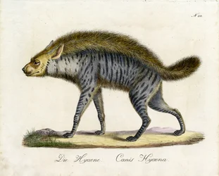 Hyenan (tryck)