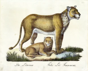 Lejoninnan med lejonunge (tryck)