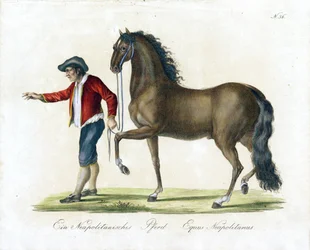 Den napolitanska hästen (tryck)