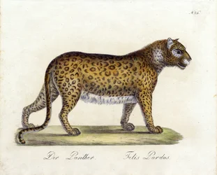 Pantern (tryck)