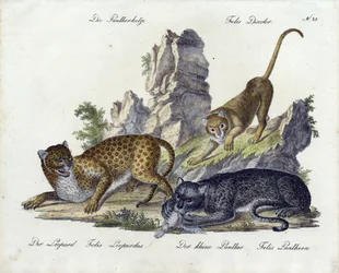 Pantherkatten med leopard och liten panter (tryck)