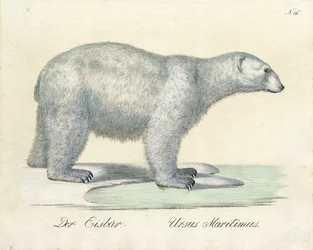 Isbjörnen (tryck)