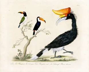 Tukan, trogon och näshornsfågel (tryck)