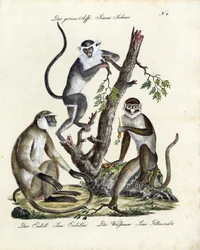 Tropiska aparter (tryck)