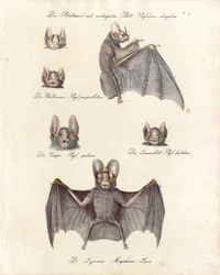 Olika fladdermusarter (tryck)