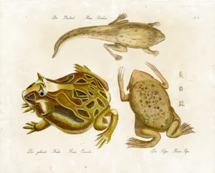 Olika grodarter (tryck)