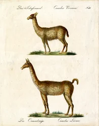 Vicuña och lama (tryck)