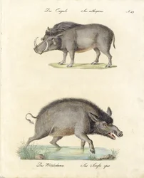 Vårtsvin och vildsvin (tryck)