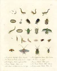 Vattenbaggar och olika insekters utvecklingsstadier (print)