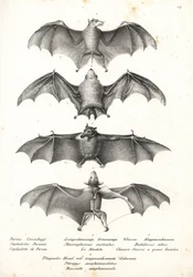 Västerländsk fruktfladdermus med nakenrygg, Dobsonia peronii 1, långtungad nektarfladdermus, Macroglossus minimus 2, nordlig spökfladdermus, Diclidurus albus 3 och Geoffroys rusett, Rousettus amplexicaudatus 4. Litografi av Karl Joseph Brodtmann från Heinr