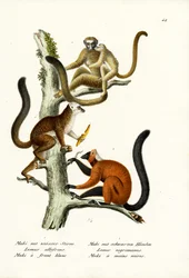Vitfrontad lemur, 1824