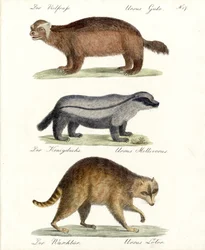Wolverine, Honey Badger och Raccoon (tryck)