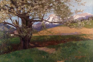 Blommande körsbärsträd