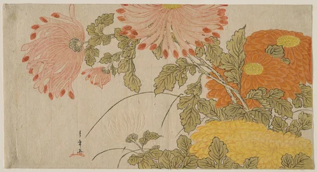 Krysantemum, ca 1780 (trätryck i färg; surimono)