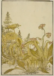 Vårblommor: violer och maskrosor, från boken "Mirror of Beautiful Women of the Pleasure Quarters (Seiro bijin awase sugata kagami)," vol. 1