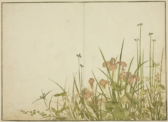 Sommarblommor: Iris och vattenplantainer, från boken "Mirror of Beautiful Women of the Pleasure Quarters (Seiro bijin awase sugata kagami)," vol. 1