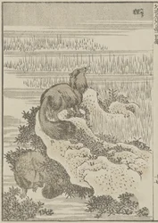 Grävling, ca 1840 (träsnitt)