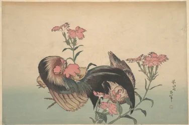 Tupp, höna och nadeshiko (Dianthus superbus)