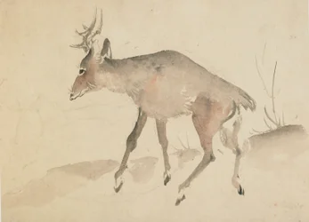 Rådjur, sent 1700-tidigt 1800-tal.