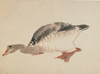 Gås, sent 1700-tidigt 1800-tal.