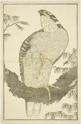 Hawk, från The Picture Book of Realistic Paintings of Hokusai (Hokusai shashin gafu)