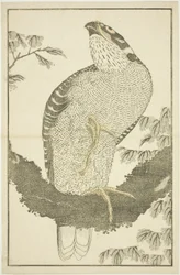 Hawk, från The Picture Book of Realistic Paintings of Hokusai (Hokusai shashin gafu)