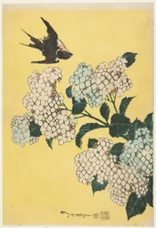 Hortensia och svala, från en namnlös serie stora blommor