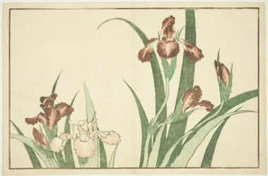 Iris, från The Picture Book of Realistic Paintings of Hokusai (Hokusai shashin gafu)