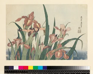Iris och gräshoppa, utgiven av Nishimura Eijudo, ca 1832, (yoko-e - horisontellt format, träsnitt i färg)